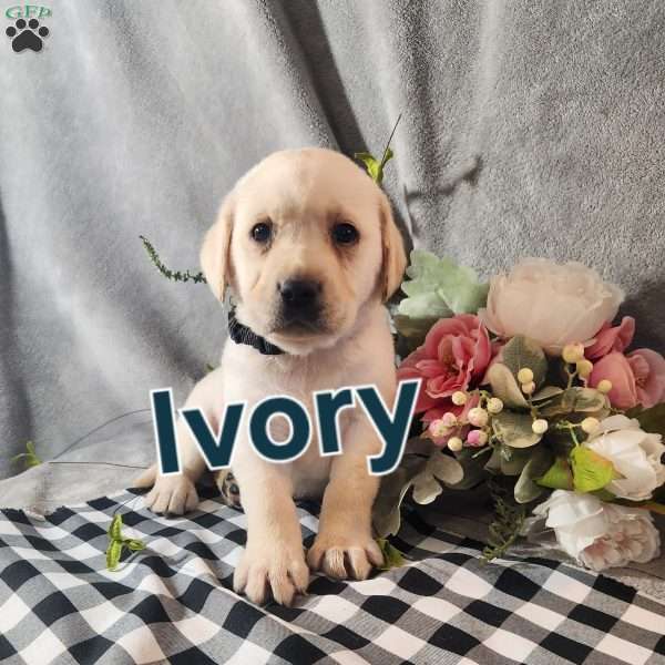 Ivory, Fox Red Labrador Retriever Puppy